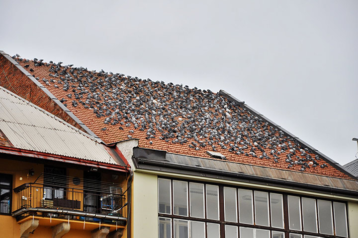 A2B Pest Control are able to install spikes to deter birds from roofs in Leek. 