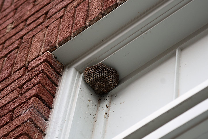 We provide a wasp nest removal service for domestic and commercial properties in Leek.
